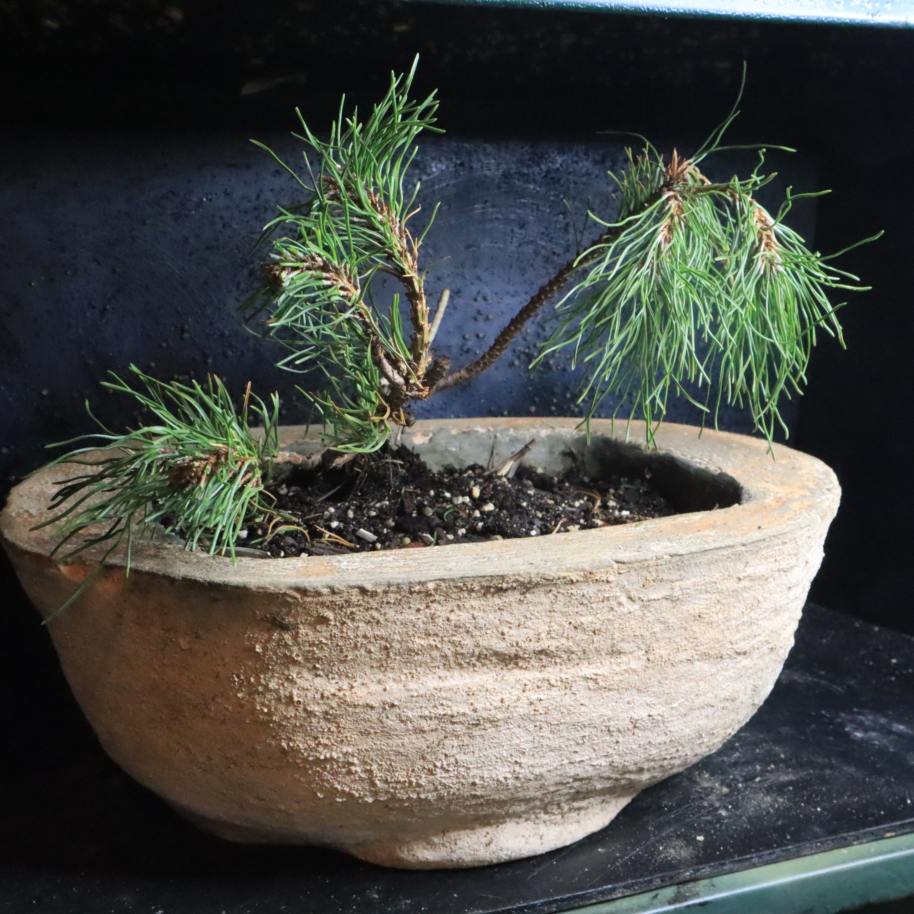 Bonsai tree in a pot on a dark surface