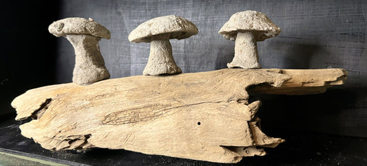 Mushrooms on Driftwood