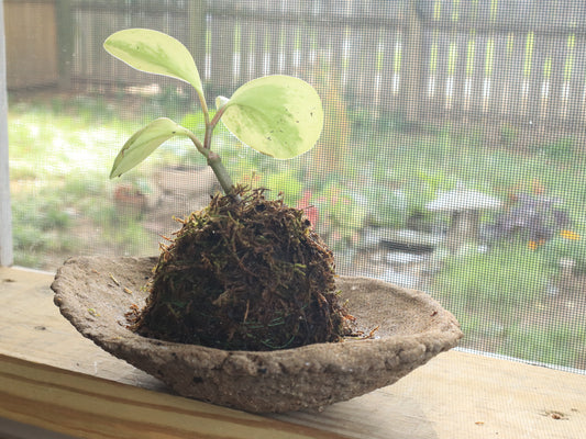 Kokedama Dish